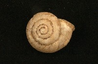 藏品(左旋蝸牛)的圖片